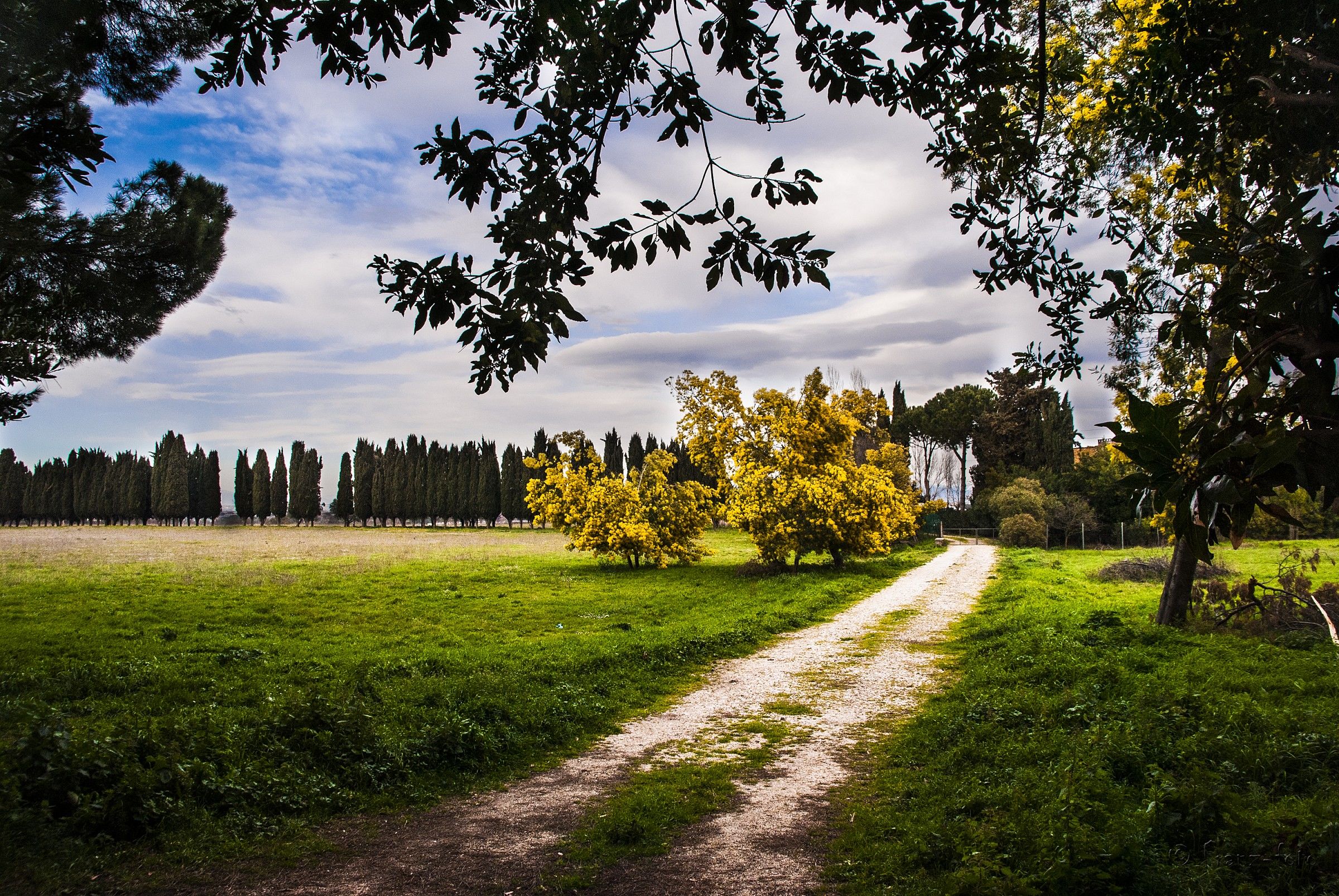 mimosas Appia Antica
