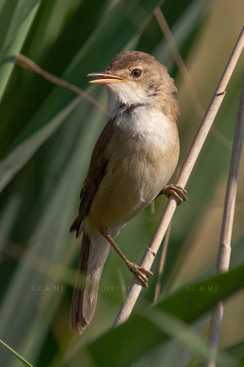 Acrocephalus scirpaceus