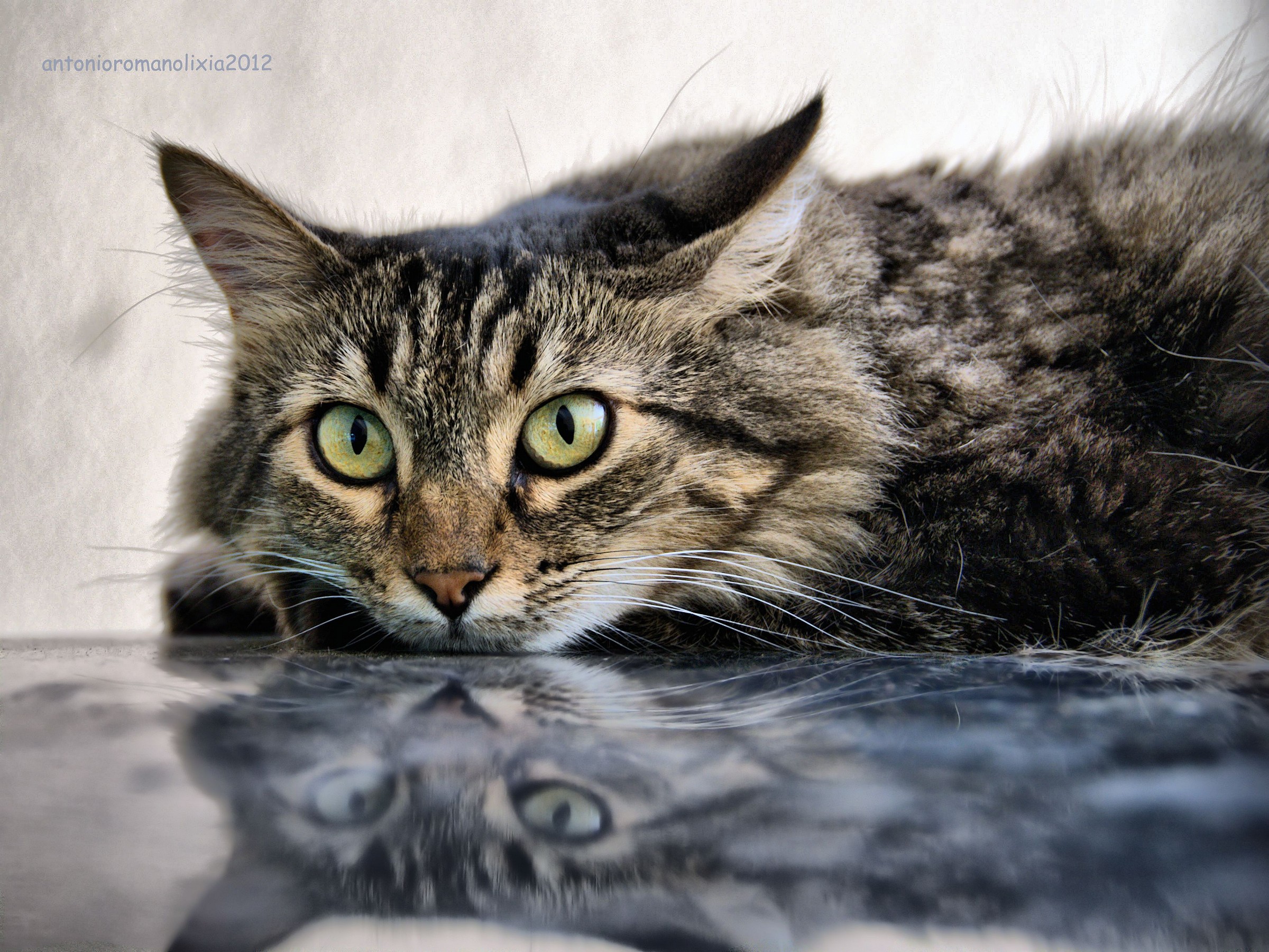 Schizzo è una femmina