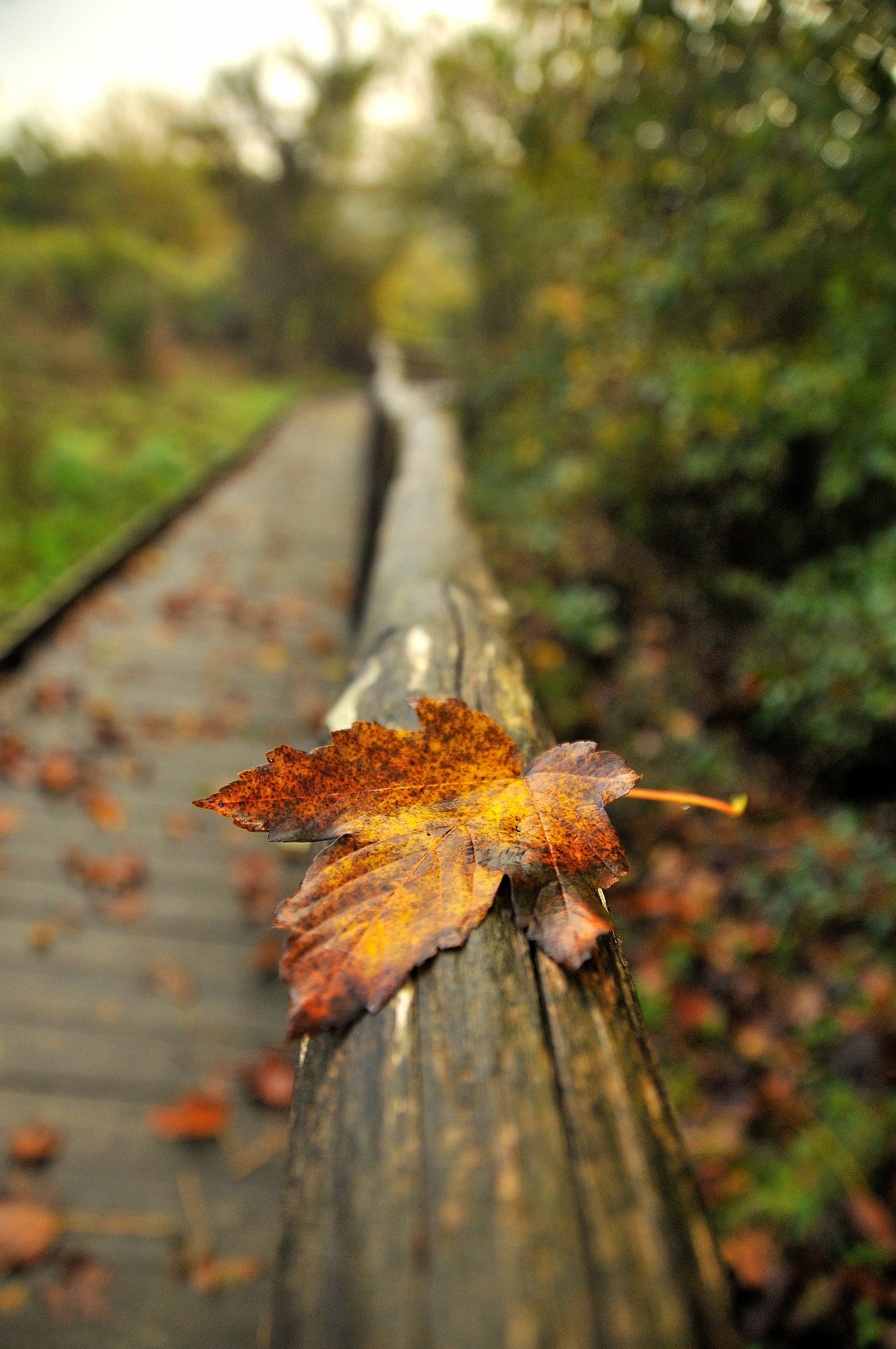 foglia su steccato