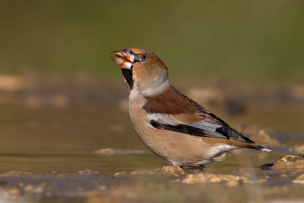 frosone with his nose dirty