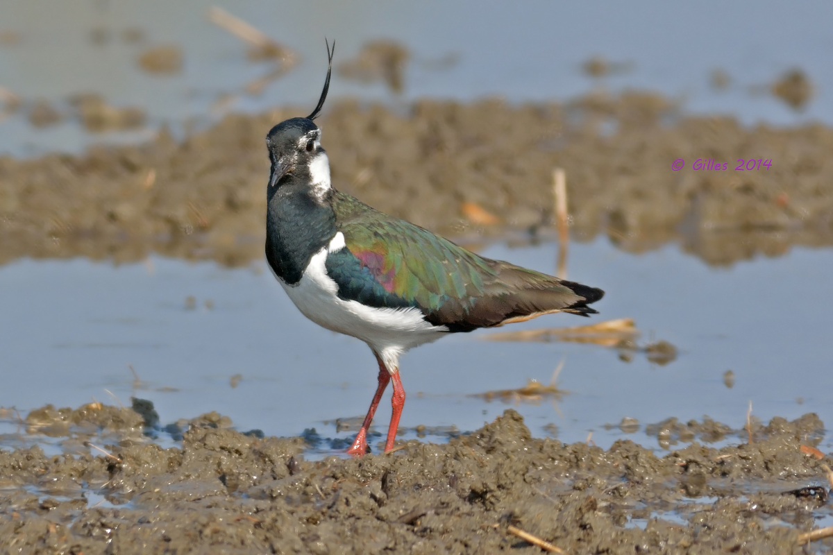 Pavoncella (Vanellus vanellus)