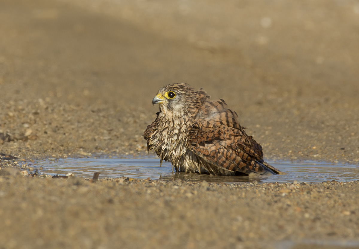 il bagno del gheppio