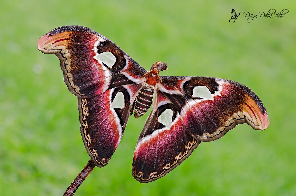 Attacus Atlas Femmina | JuzaPhoto