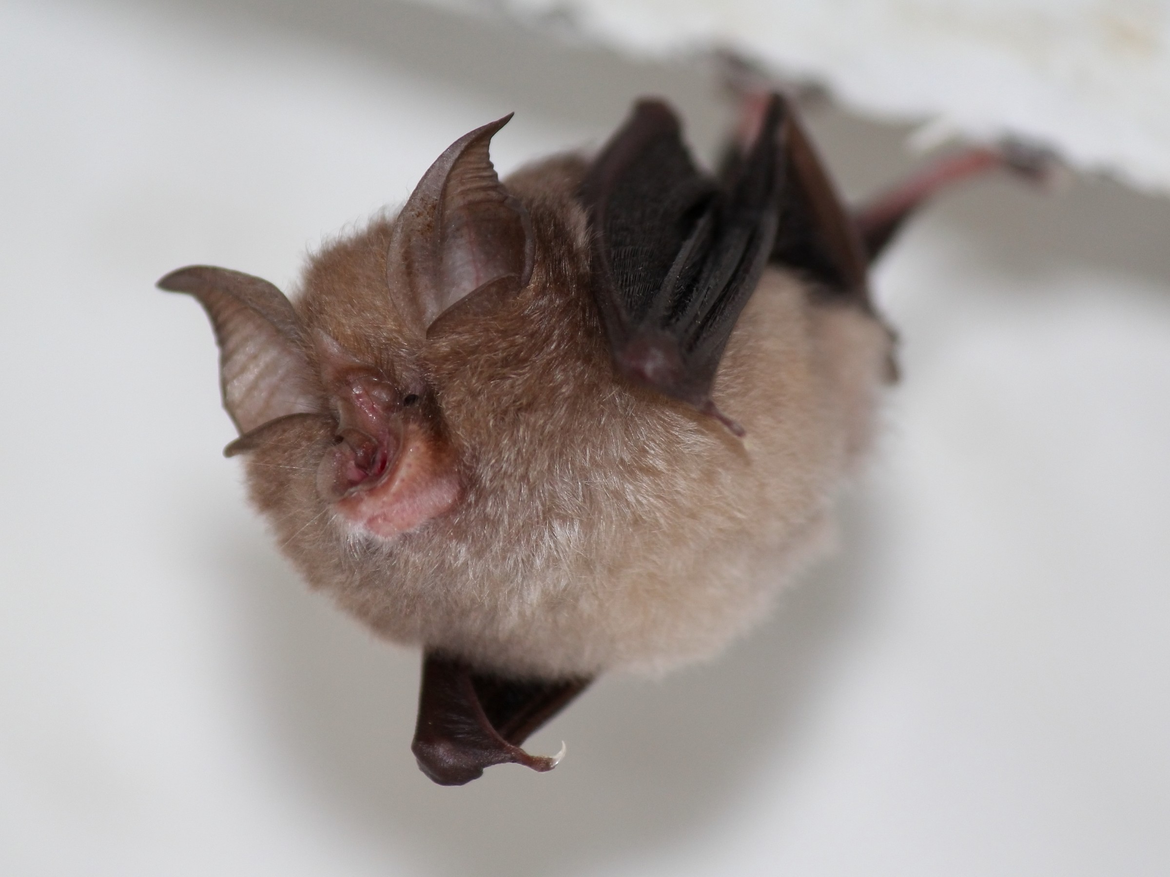 Horseshoe bat (churottero female)