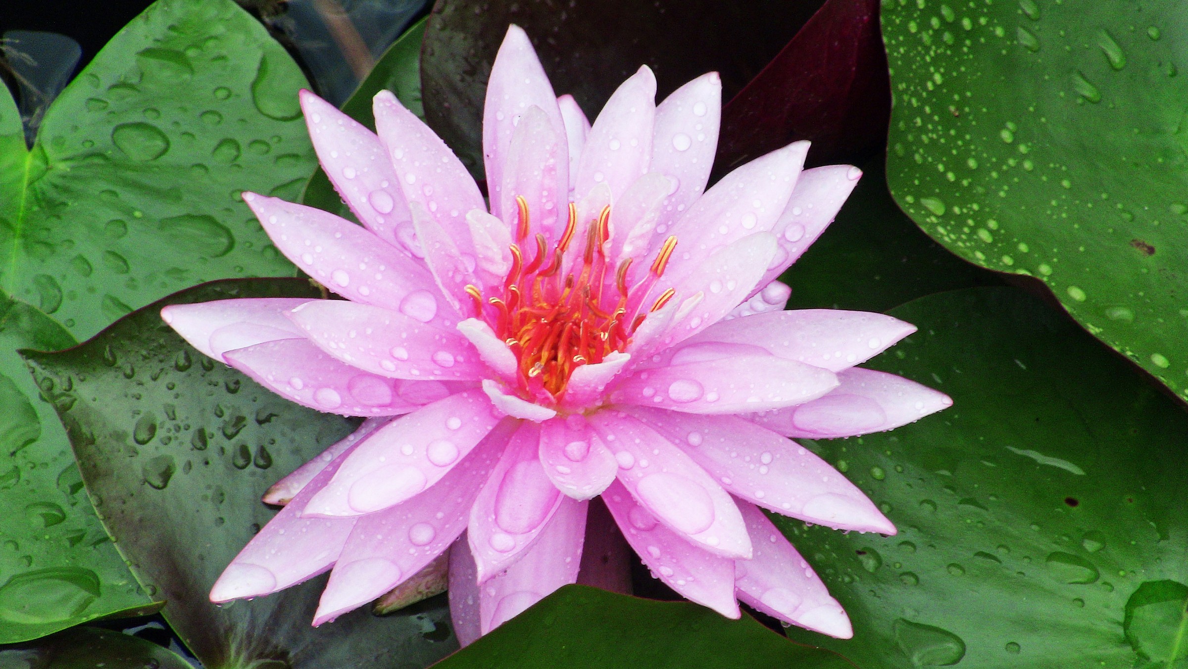 A simple flower or a simple flower ???