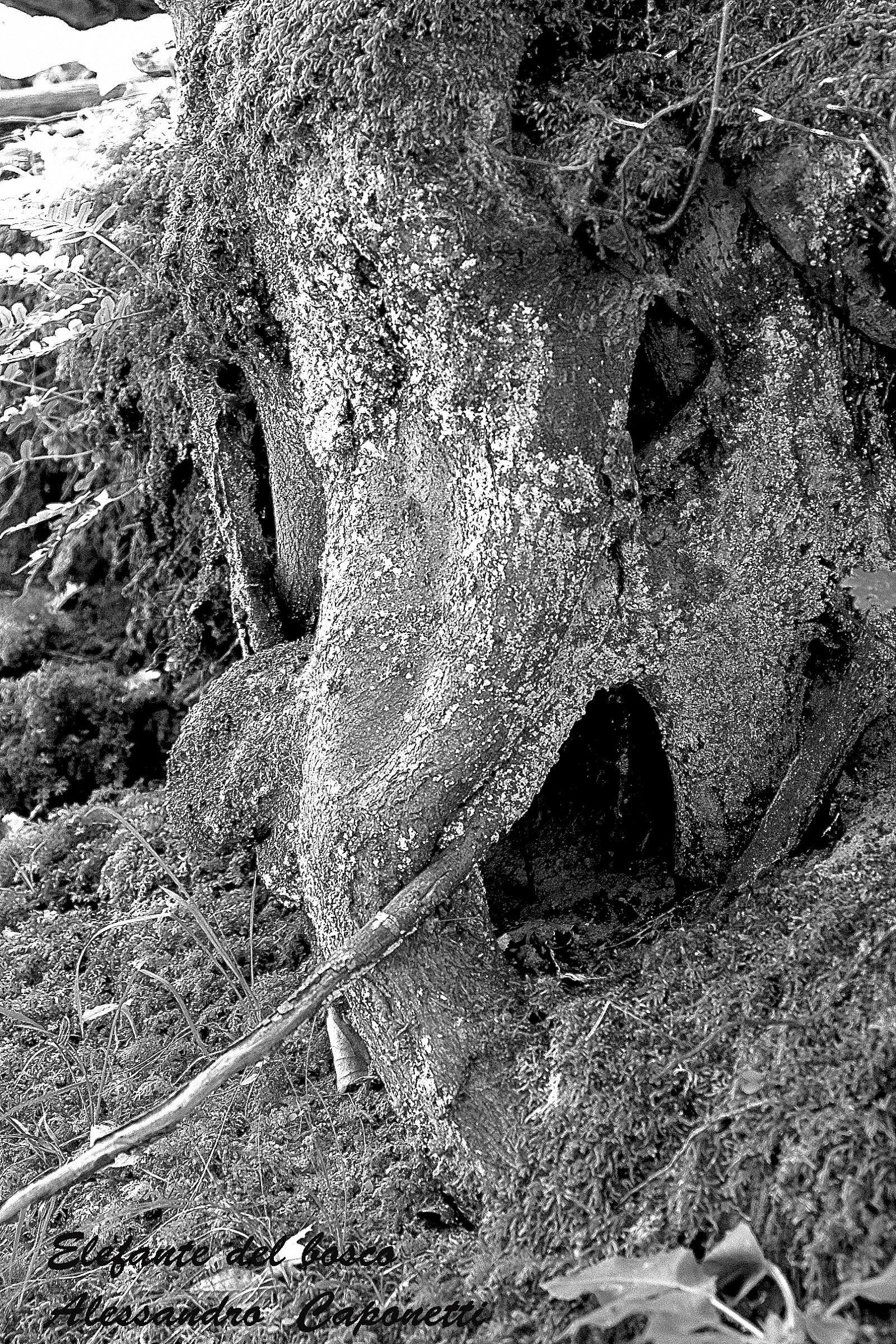 elephant in the forest