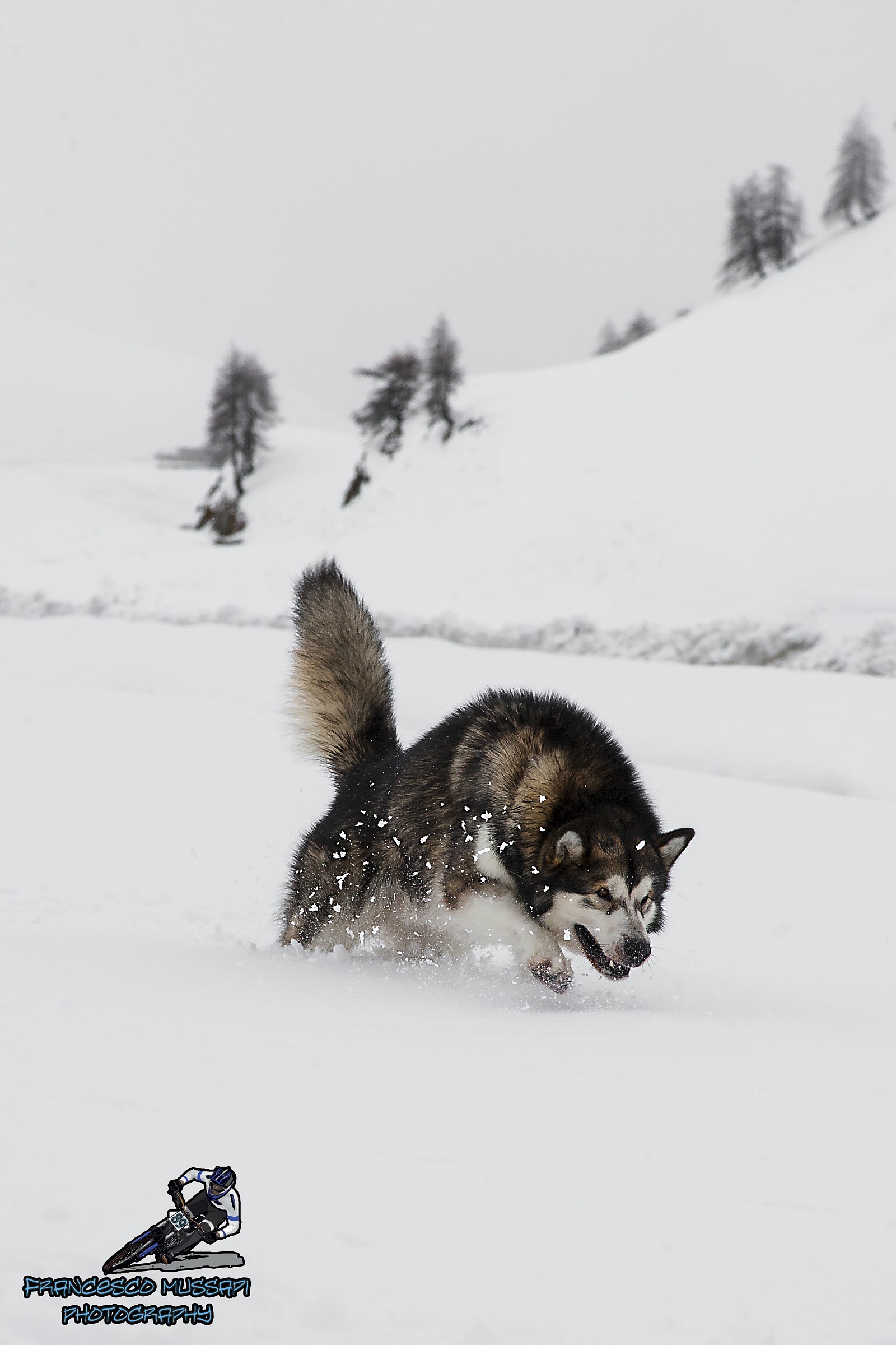 Alaskan Malamute in the Snow