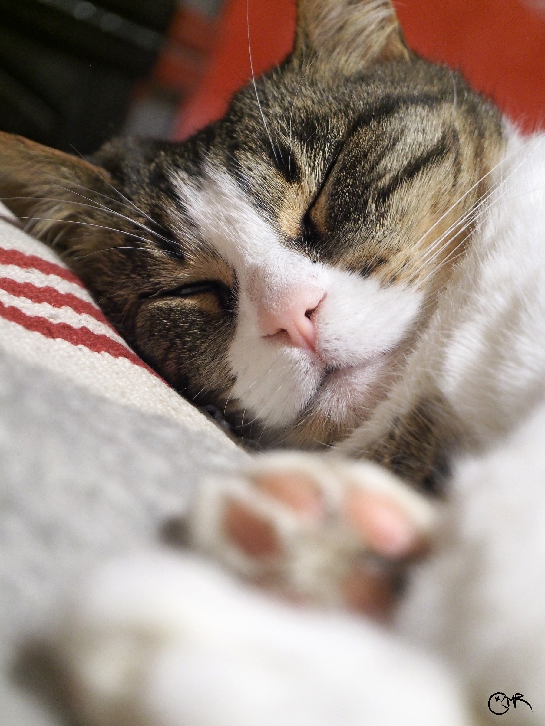 Alice in hibernation