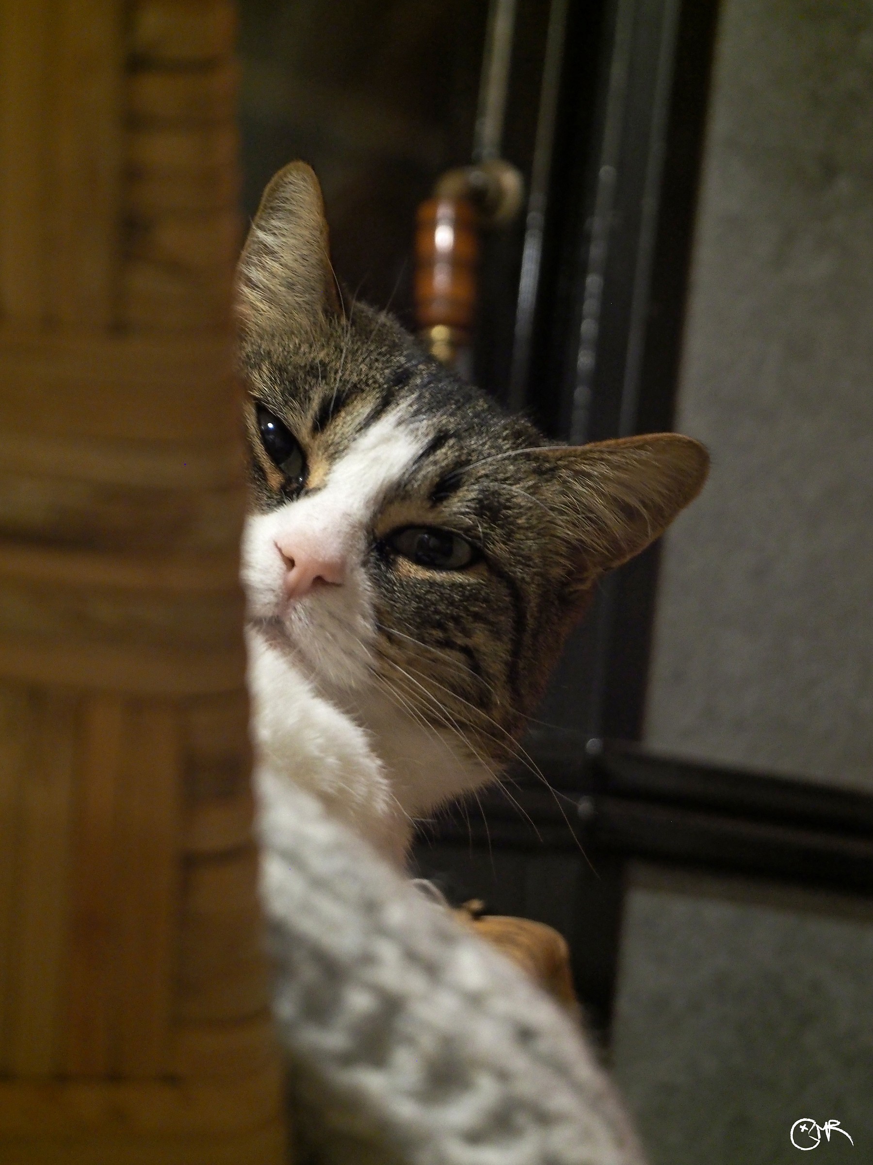 Alice front of the stove