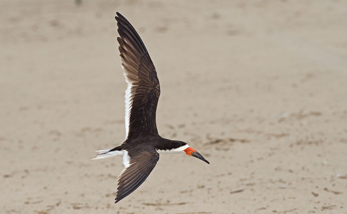 Black Skimmer