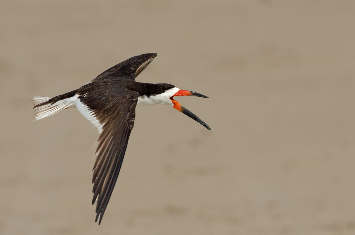 Black Skimmer