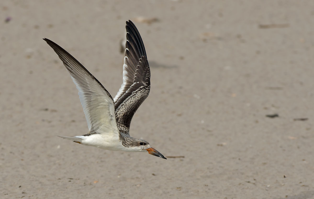 Black Skimmer