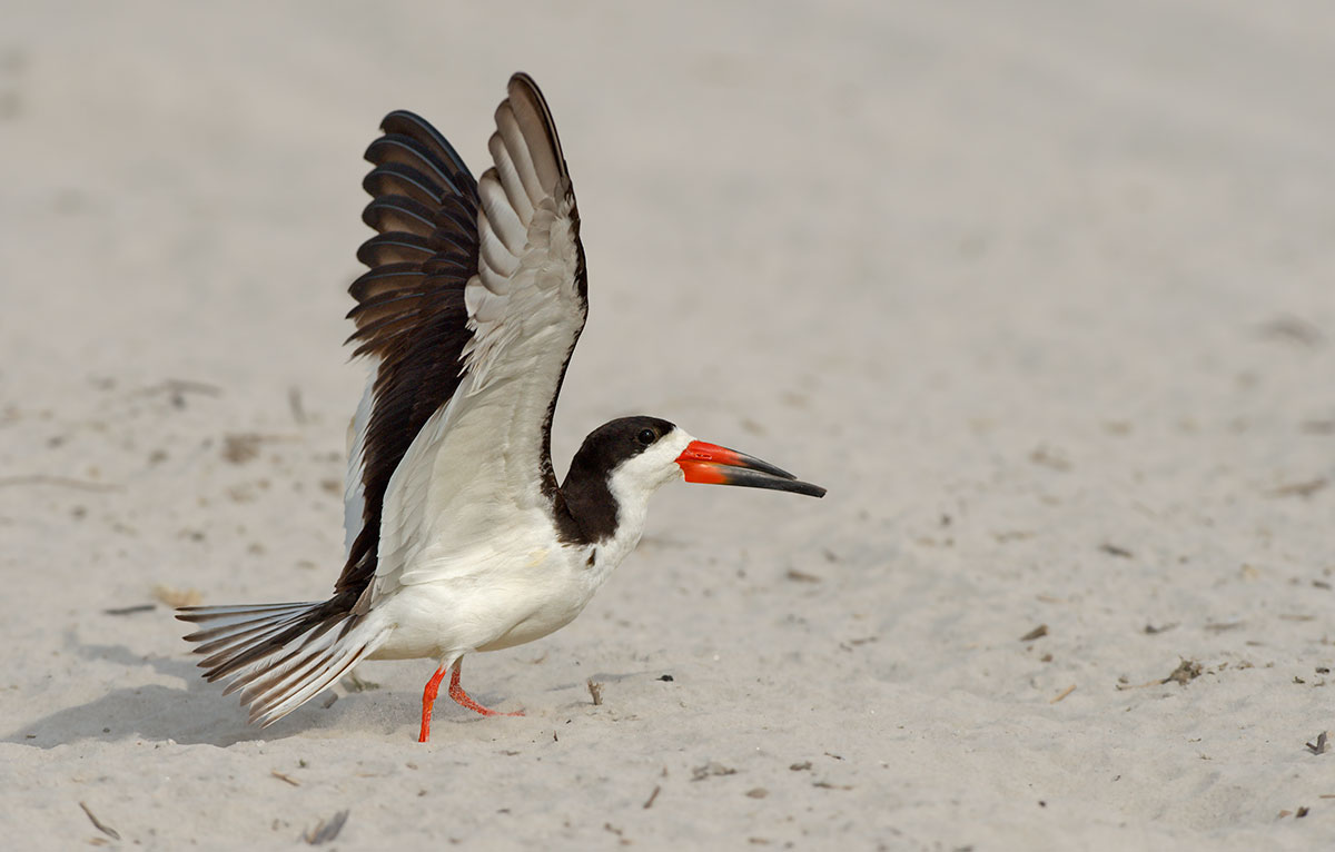 Black Skimmer