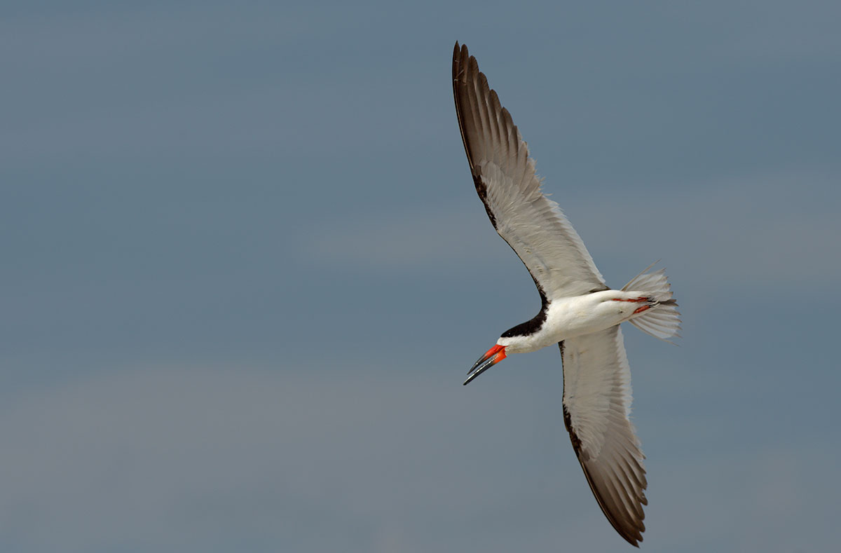 Black Skimmer