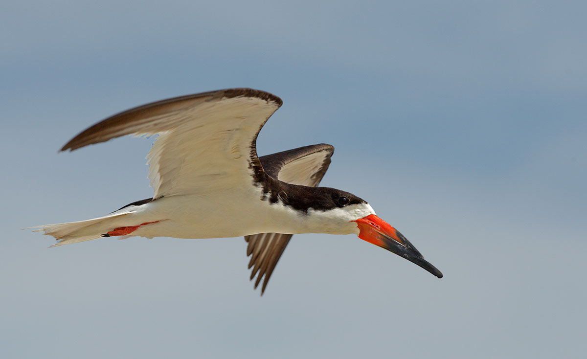 Black Skimmer