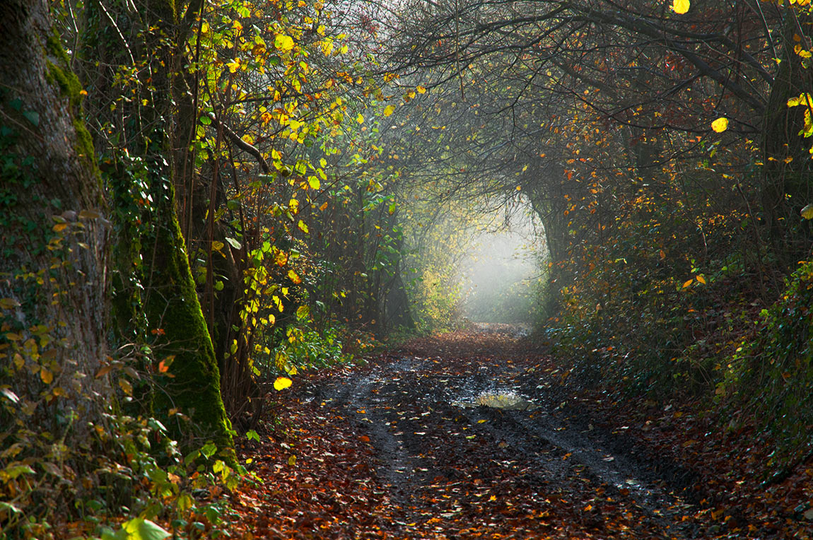 The road of the forest