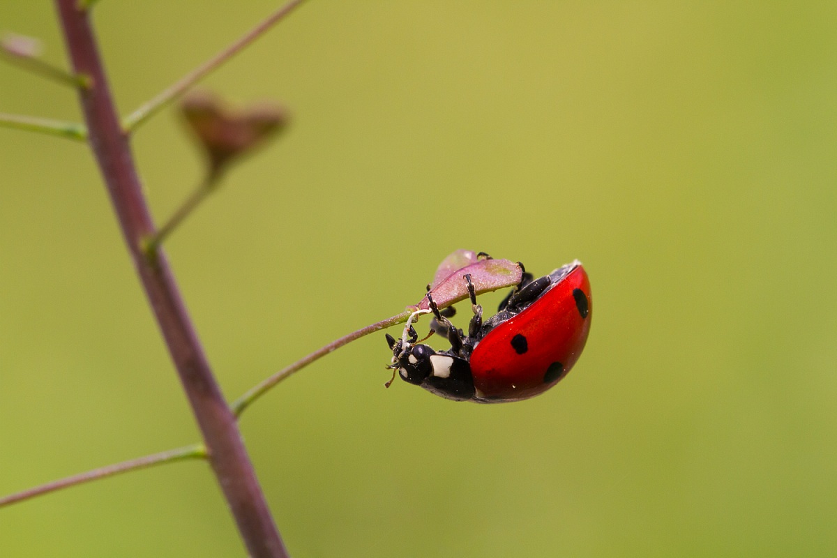 Ladybug