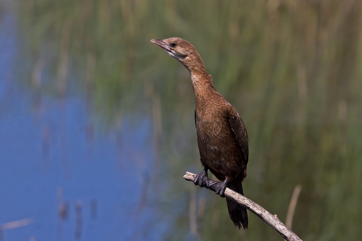 Pygmy Cormorant