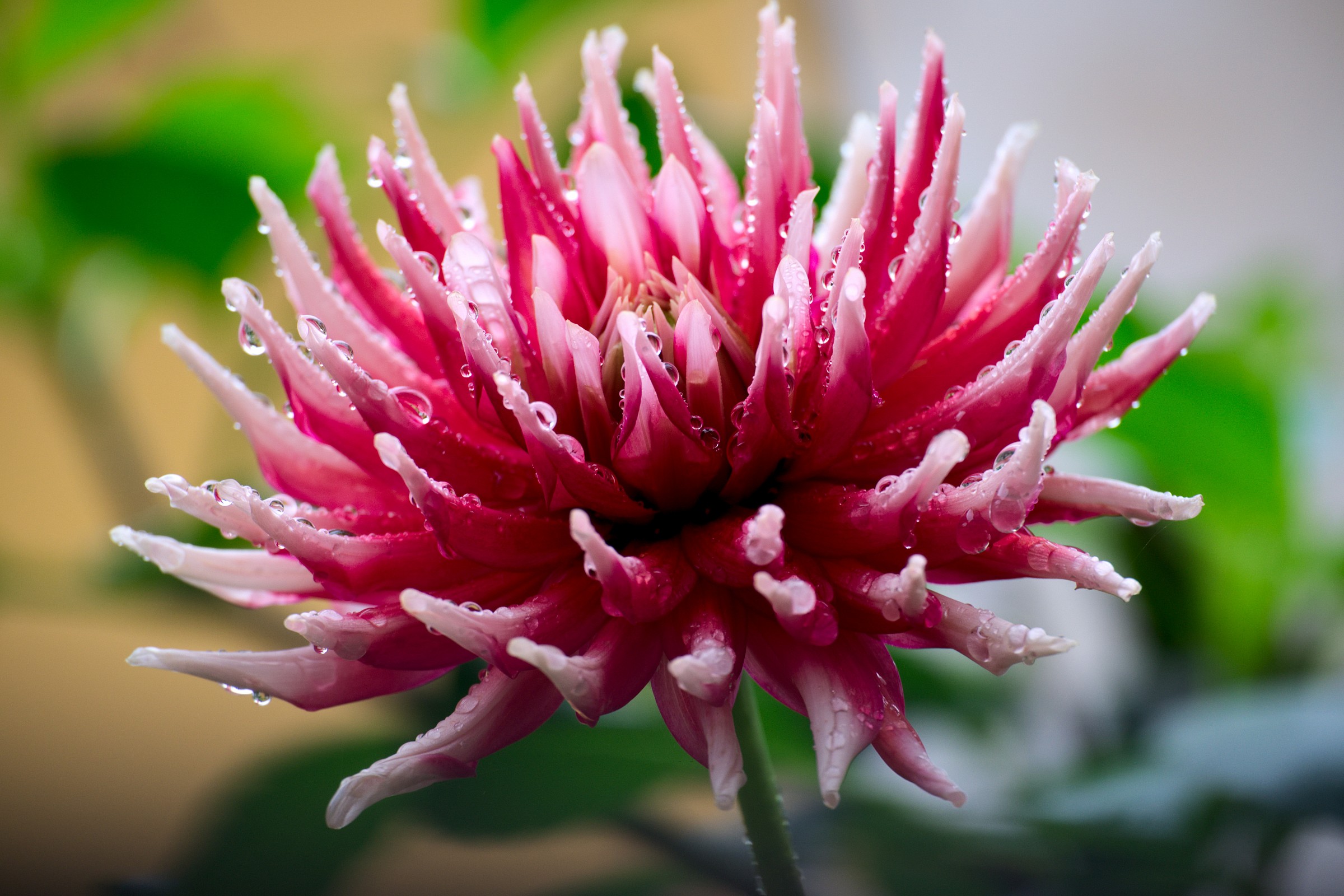 Fiore colorato in una giornata uggiosa