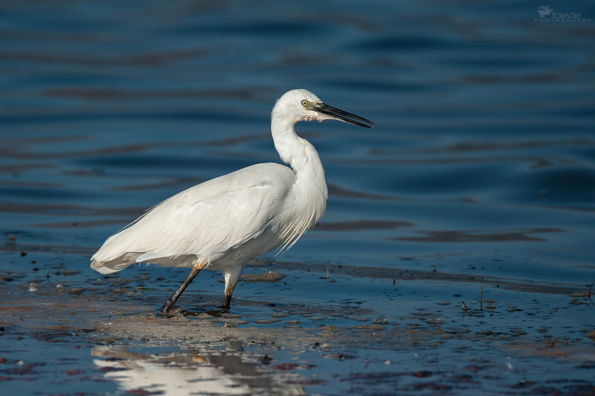 Garzetta con criniera