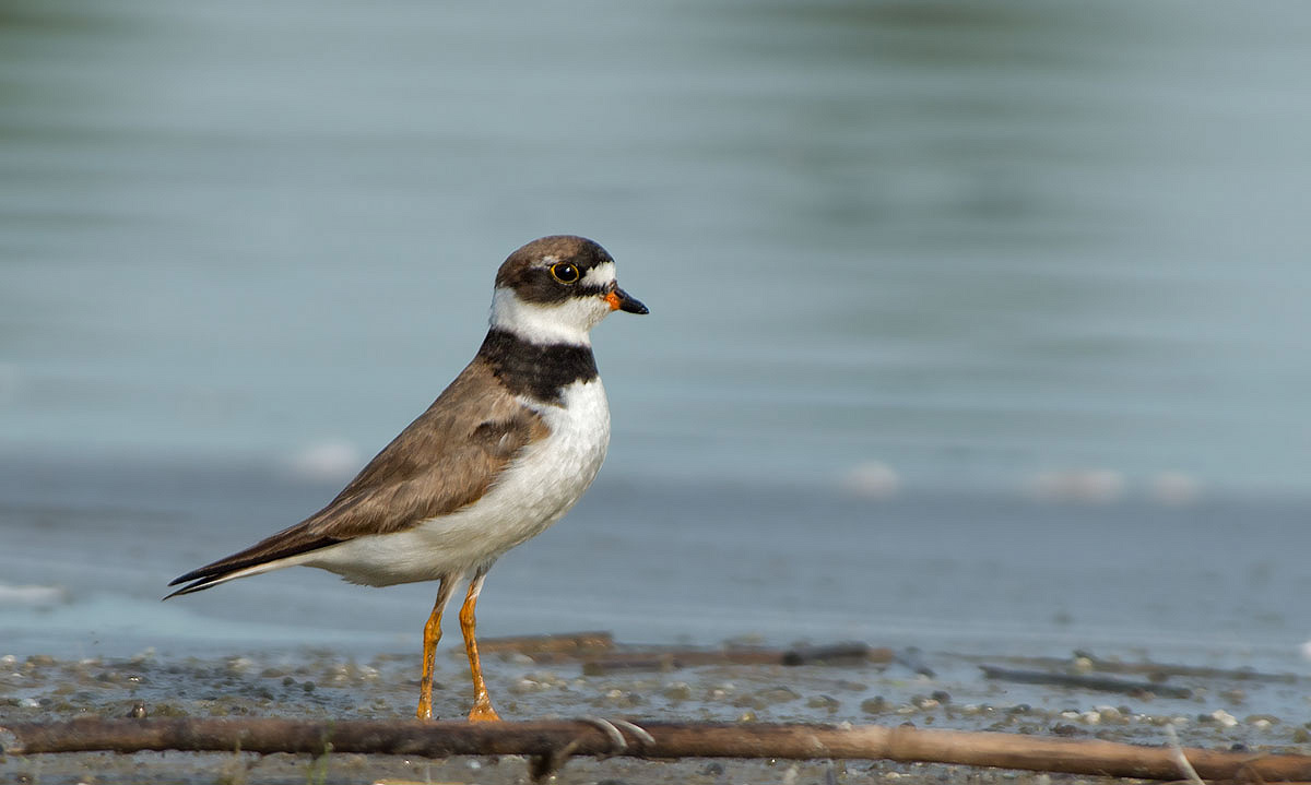 Semipalmated Plover