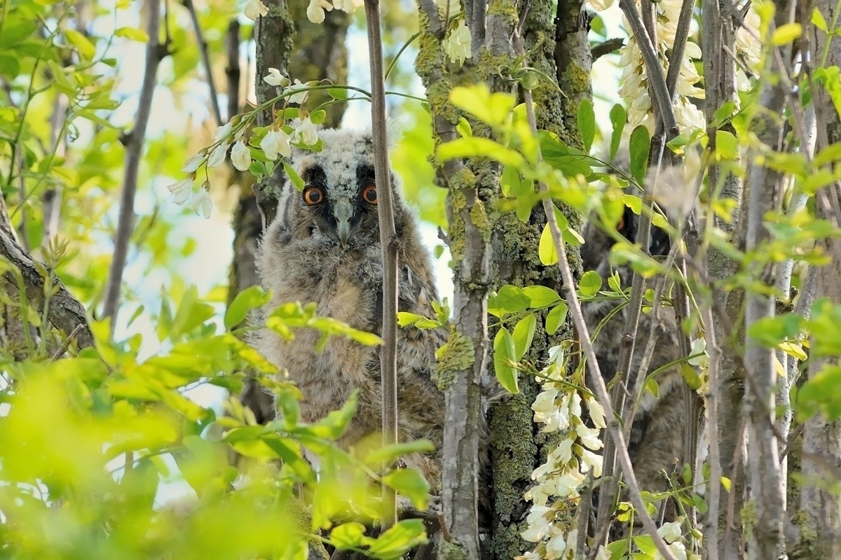 Young owls.