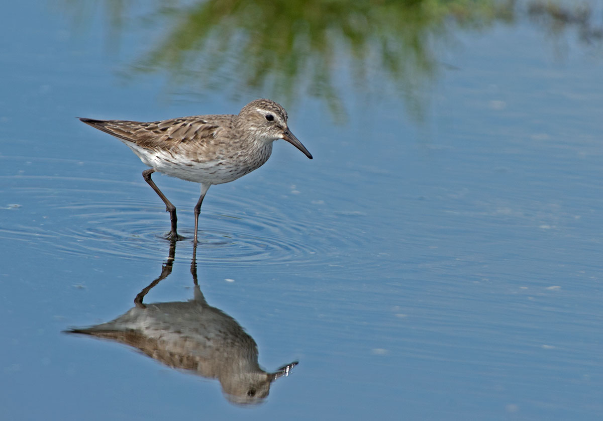 White-ramped Sandpiper
