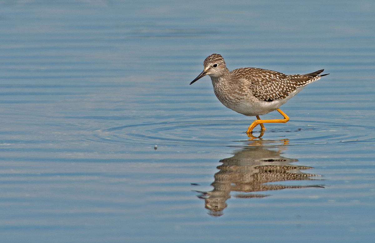 Lesser yellowlegs