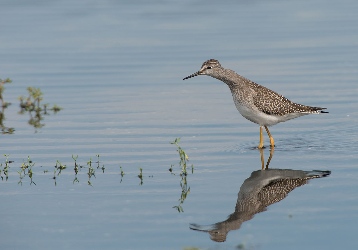 Stilt Sandpiper