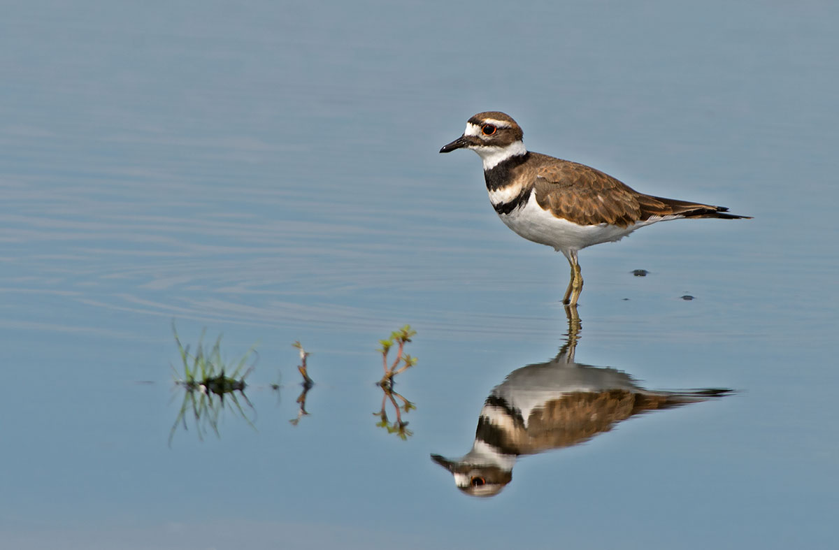 Killdeer