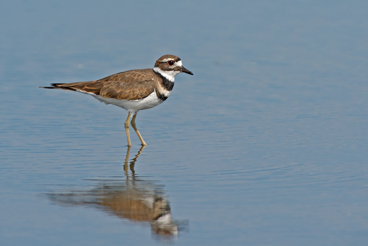 Killdeer
