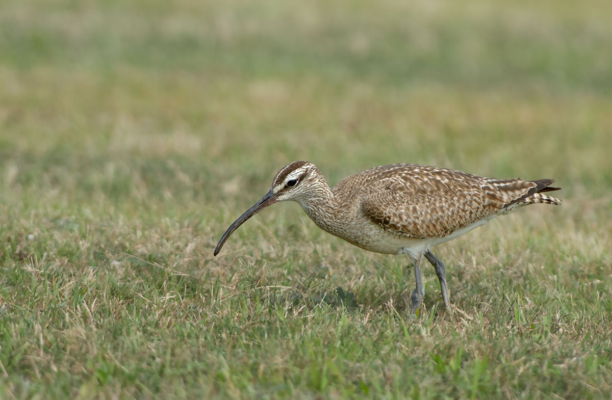 Whimbrel