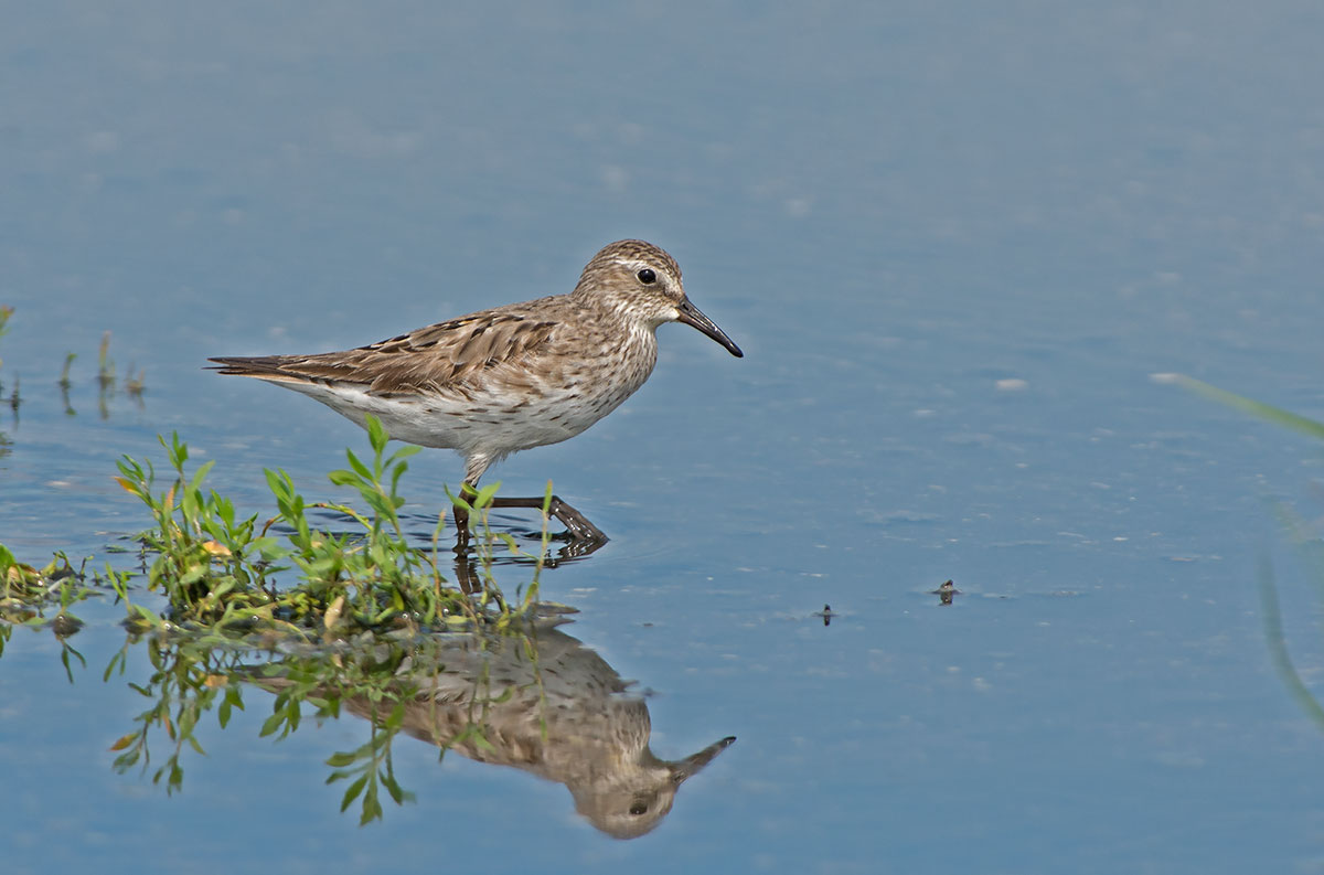 White-rumped Sandpiper