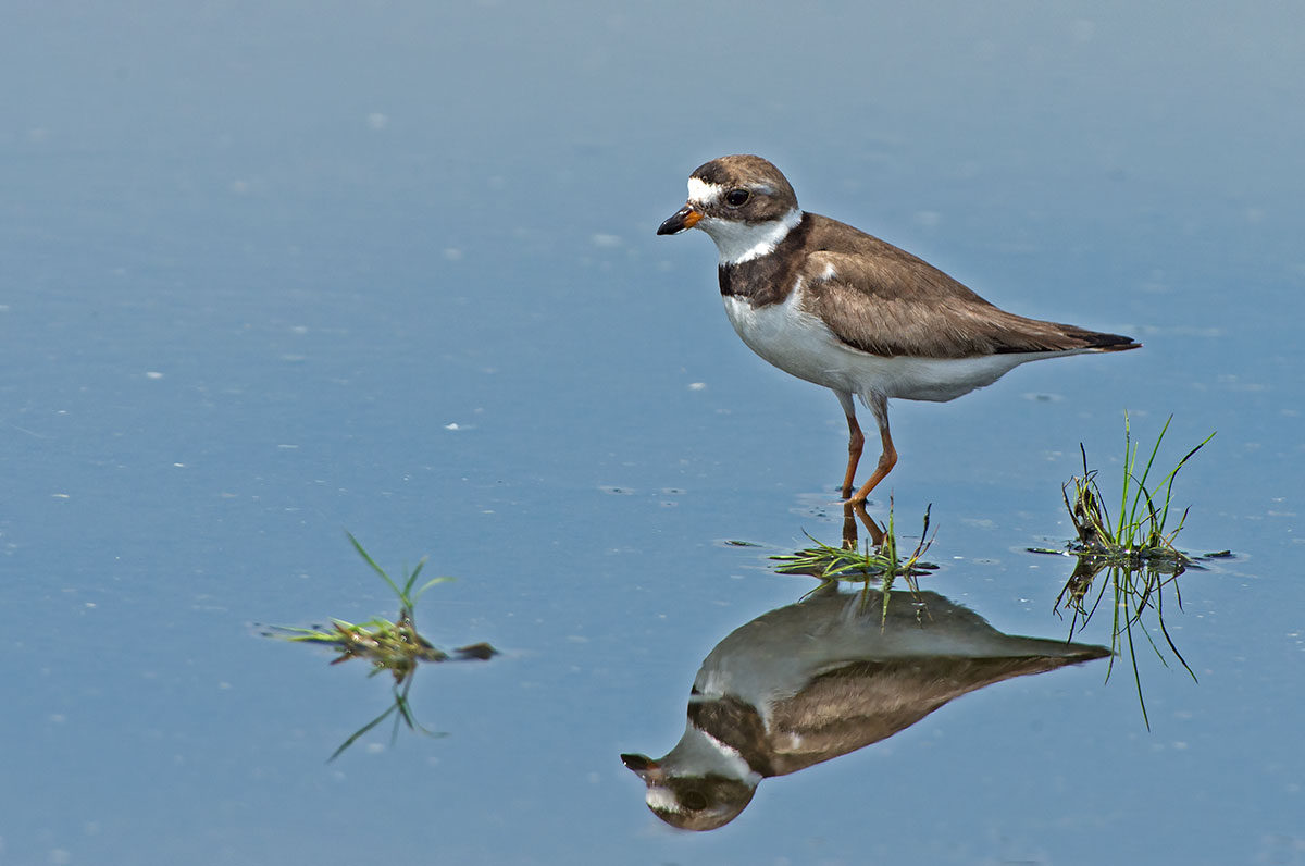 Semipalmated Plover