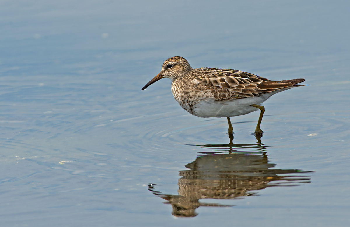 Pectoral Sandpiper