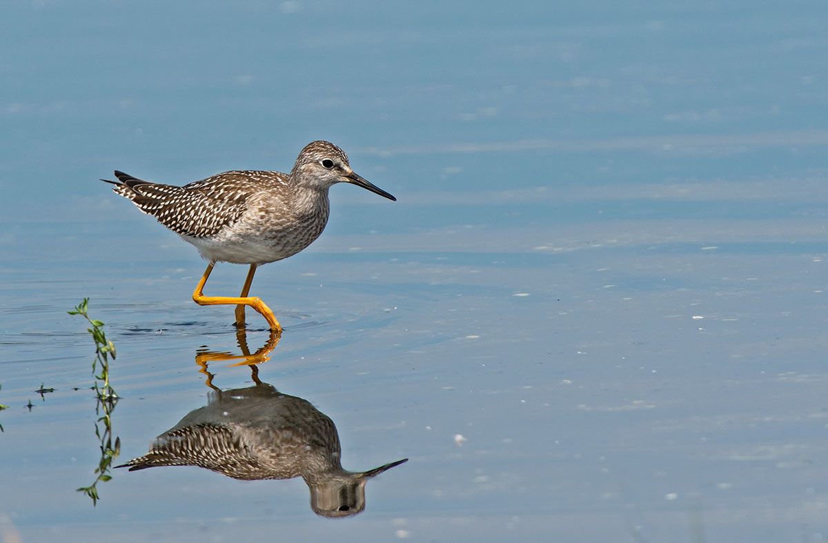 Stilt Sandpiper