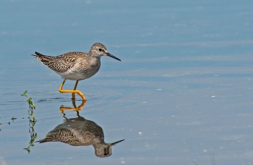 Calidris himantopus