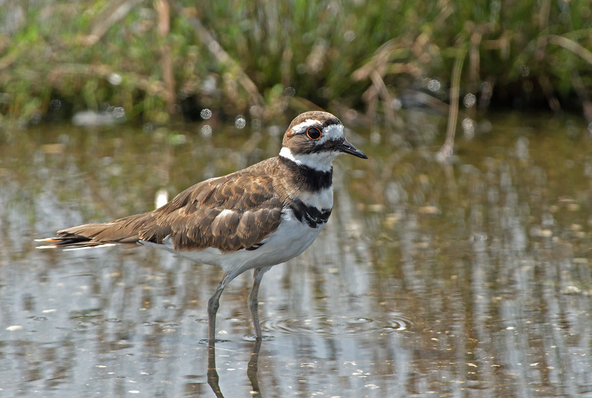 Killdeer