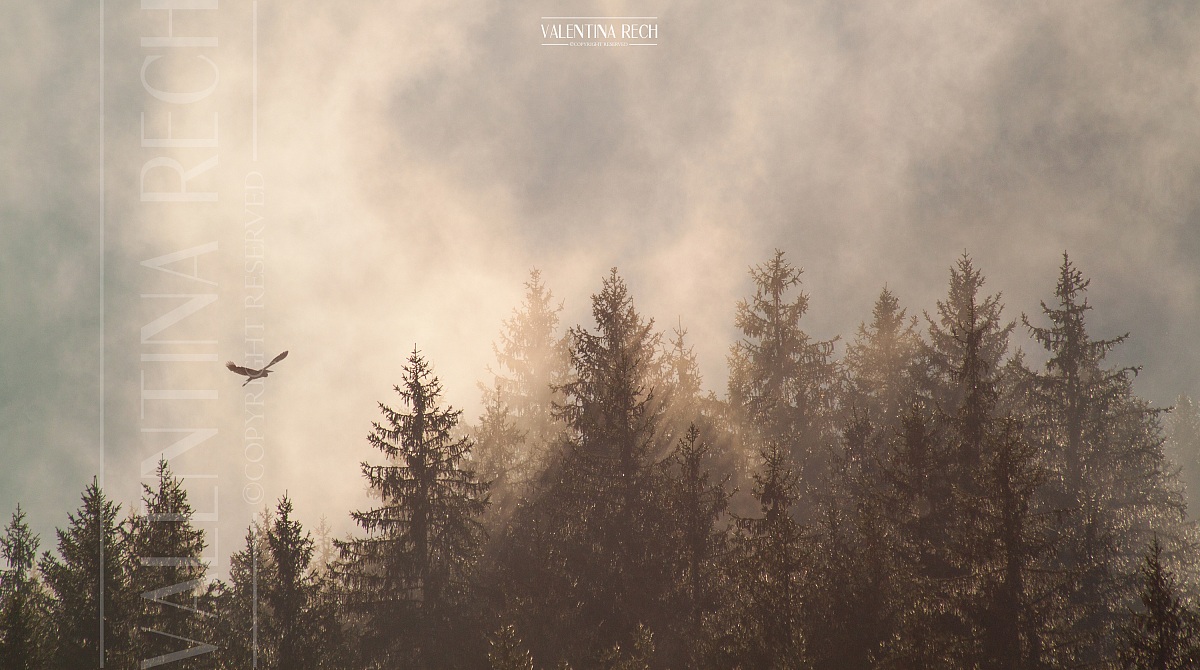 Il guardiano del bosco