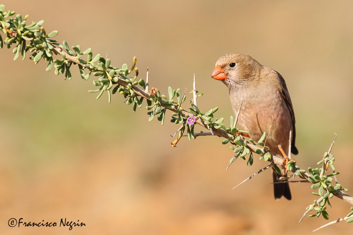 Trumpeter finch