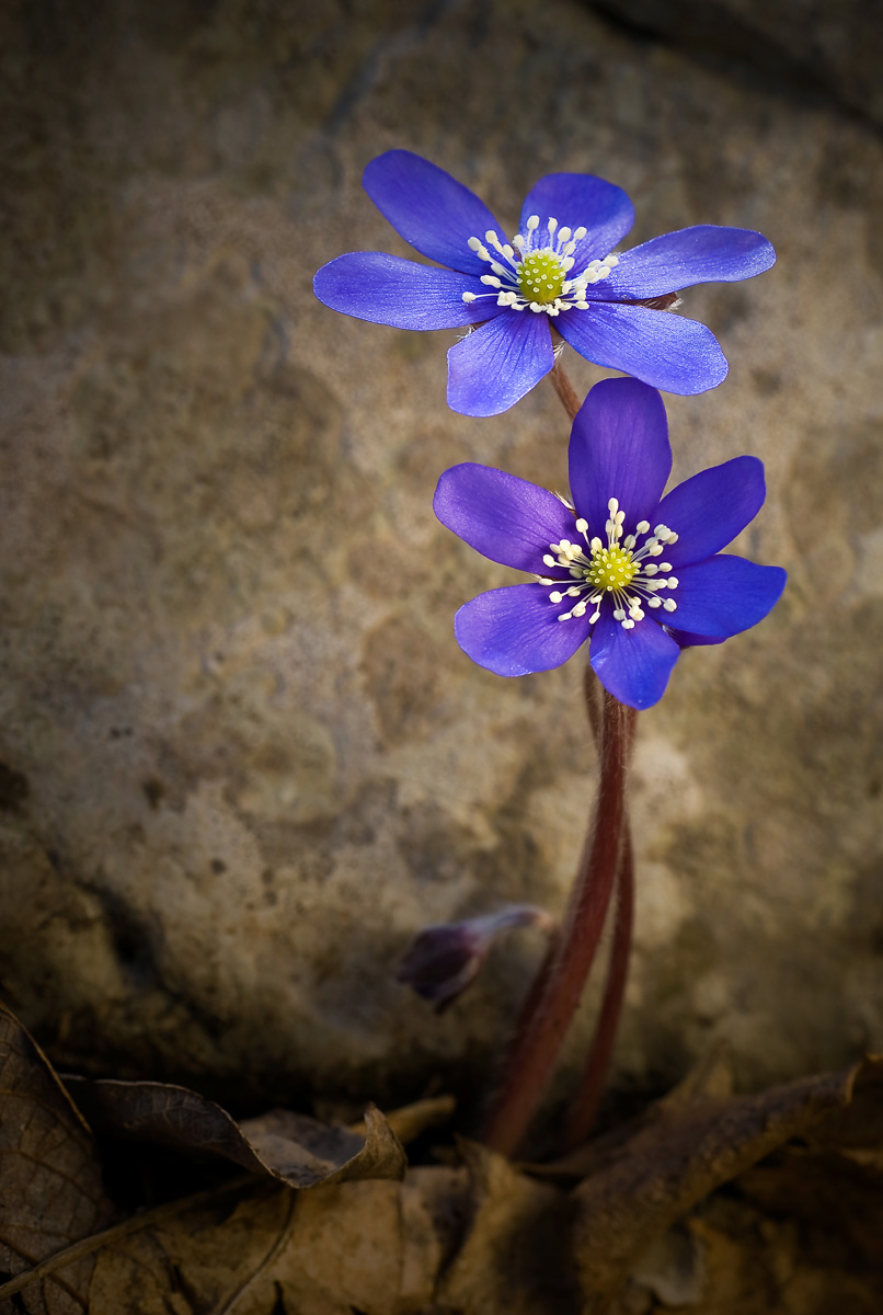 Hepatica nobilis