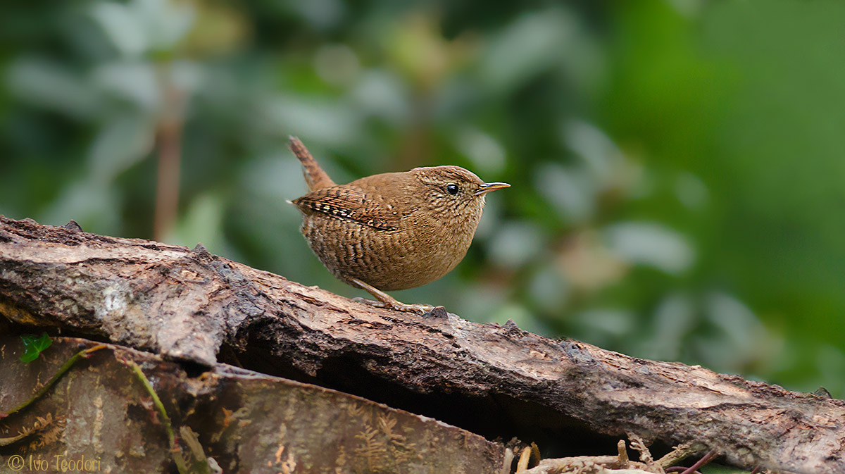 Wren.