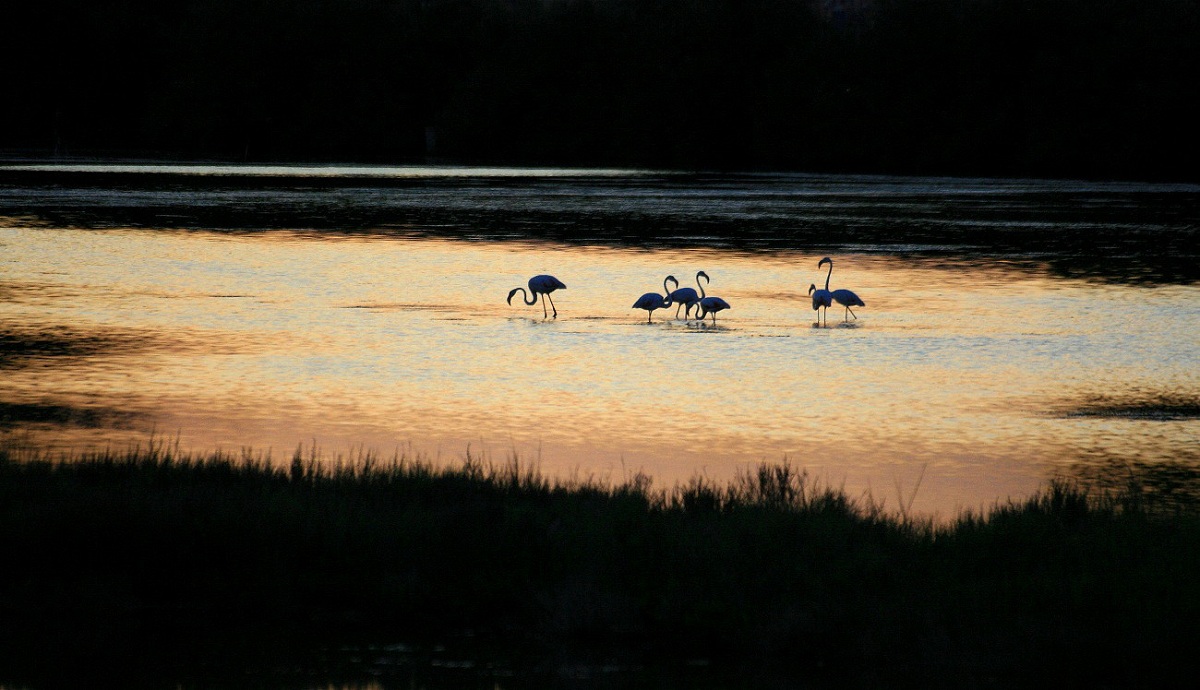 Pink flamingos in the evening ...