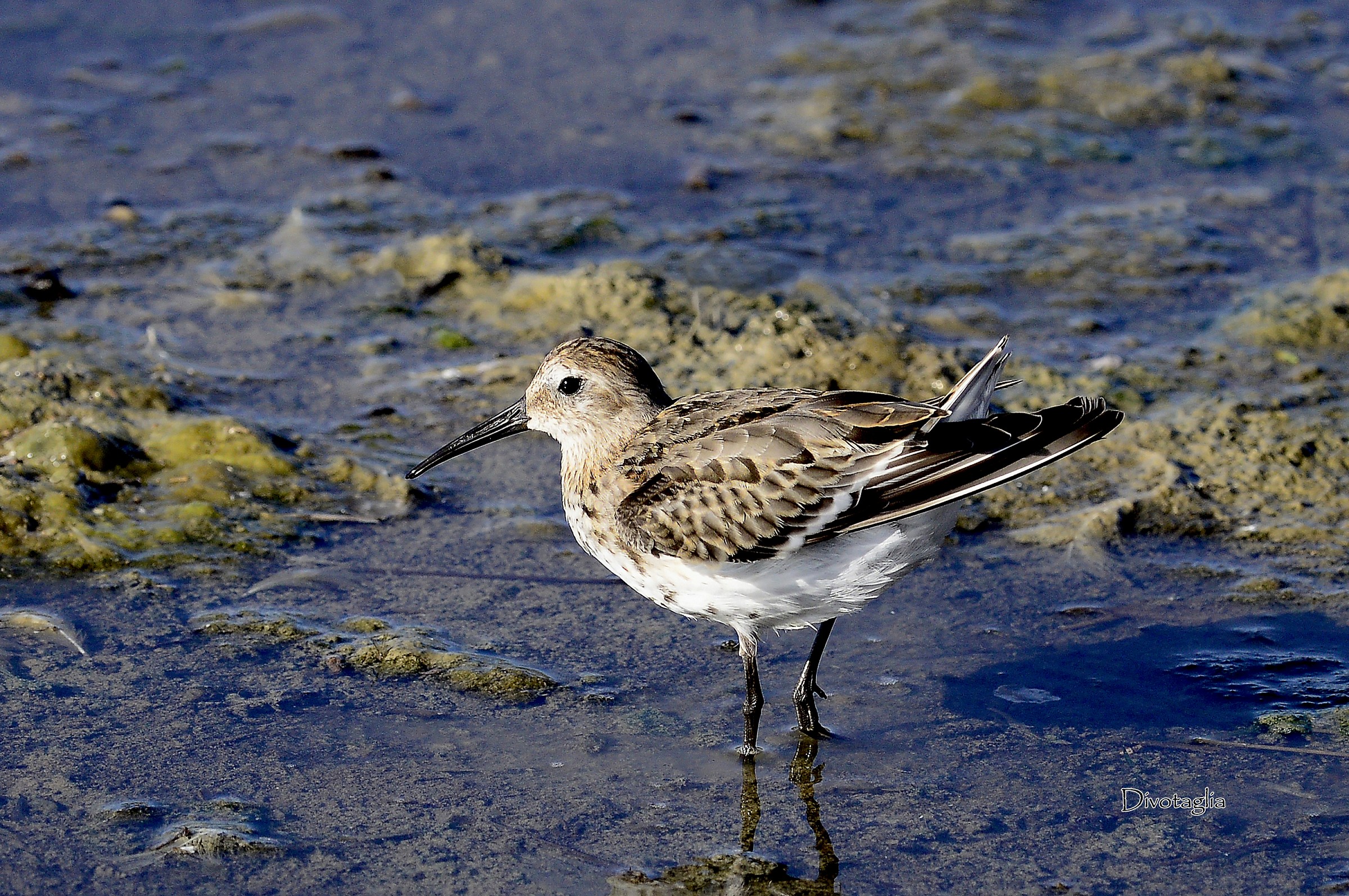 Dunlin (Calidris alpina)