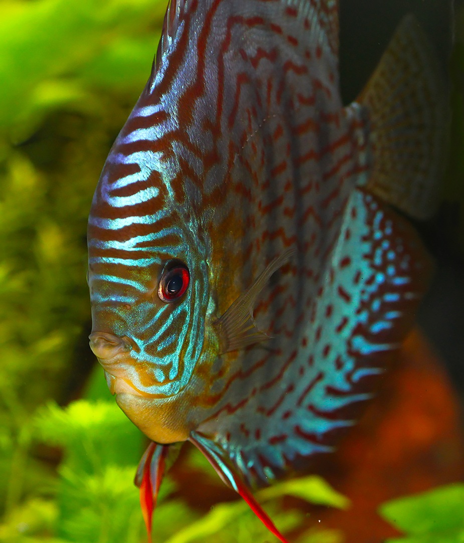 Discus