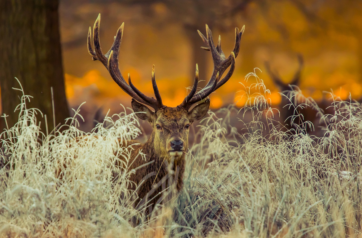 Red deer