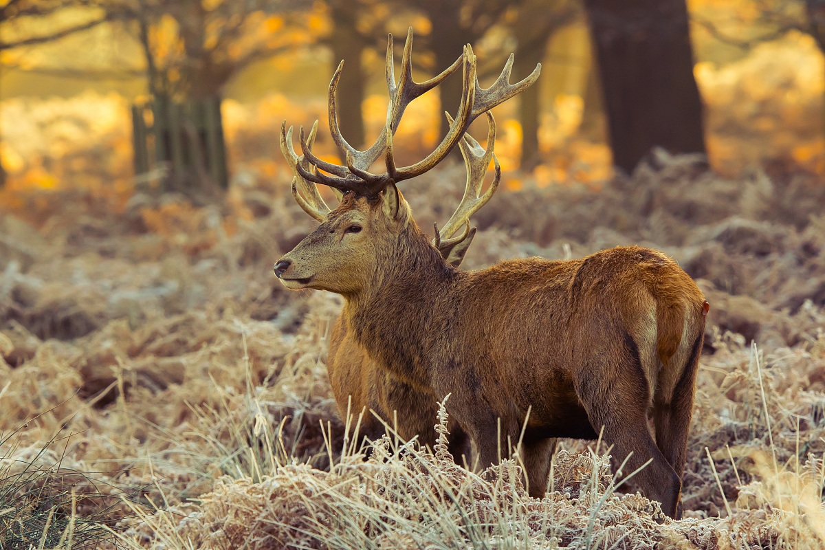 Red deer
