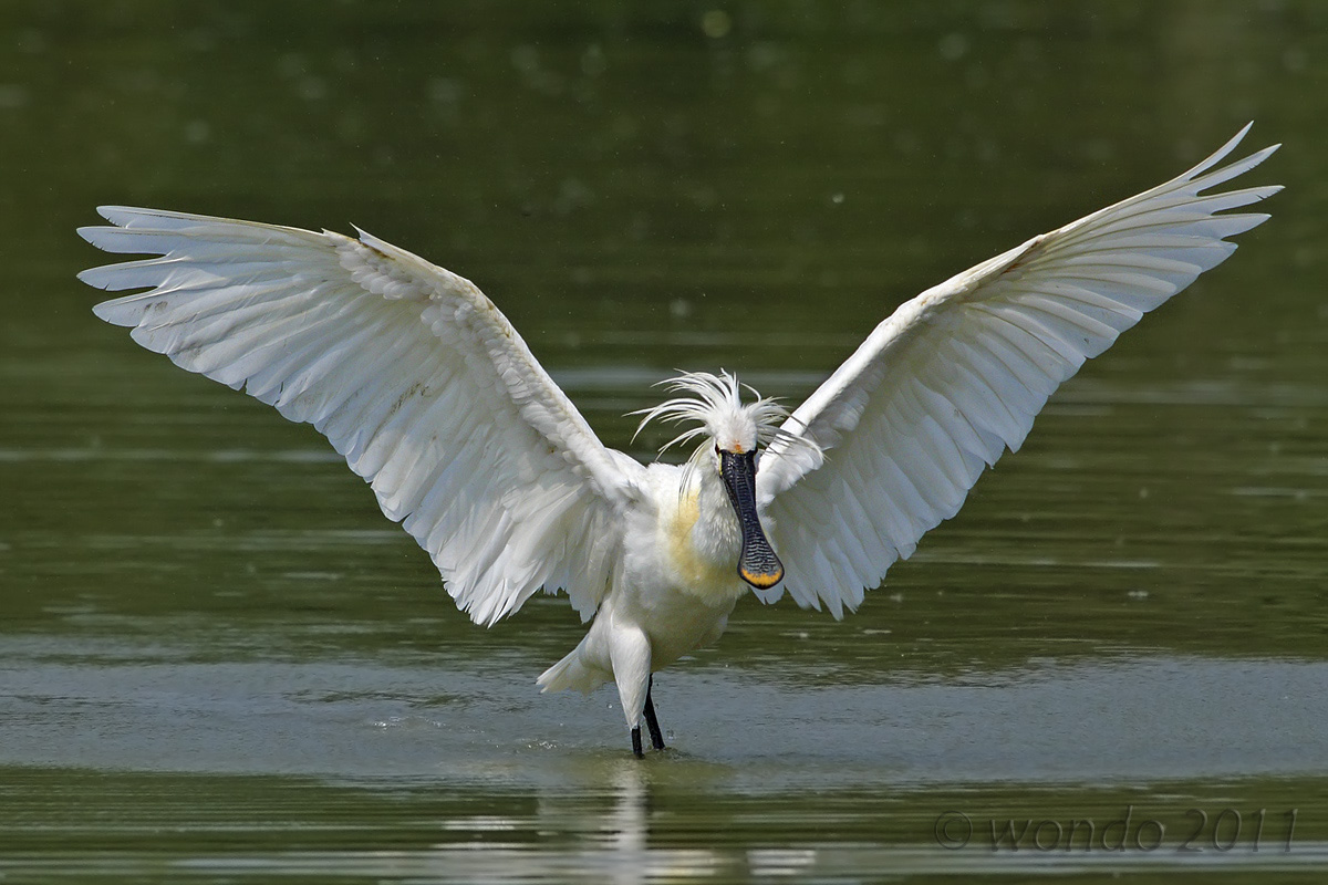 Platalea leucorodia (Spatula) 1