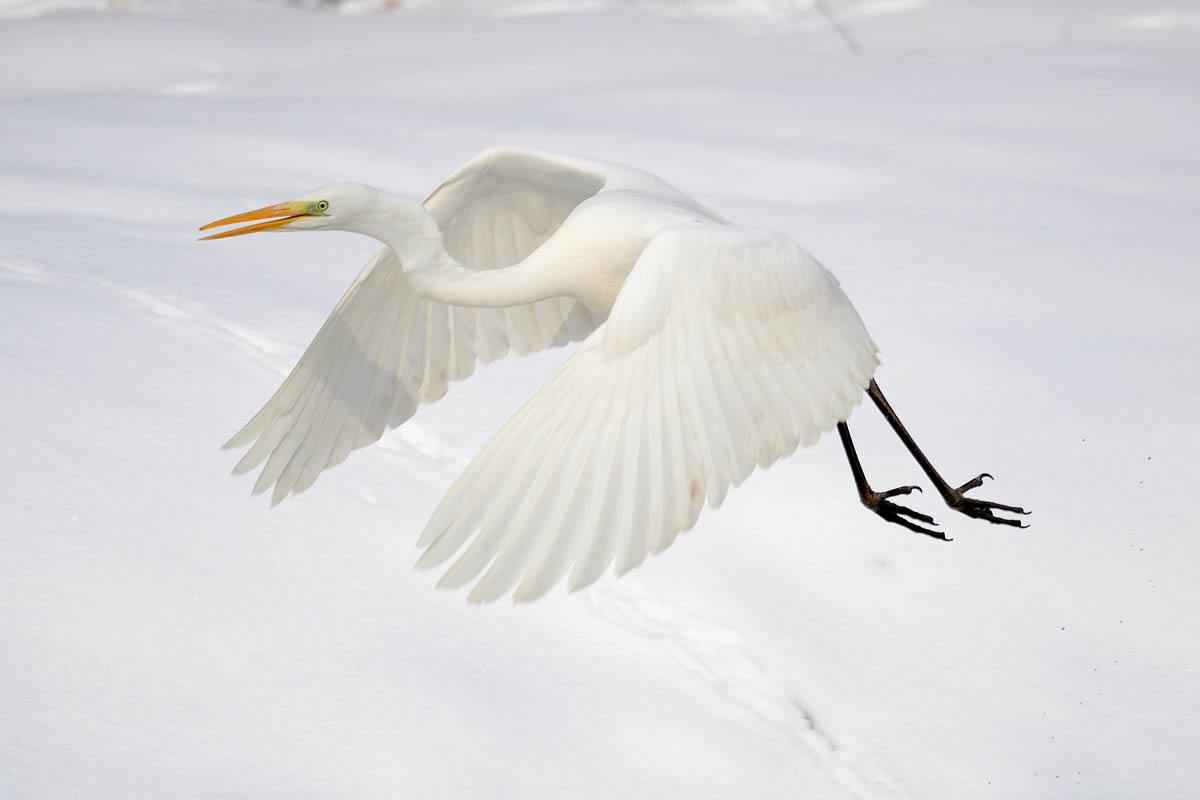 Airone bianco maggiore sulla neve